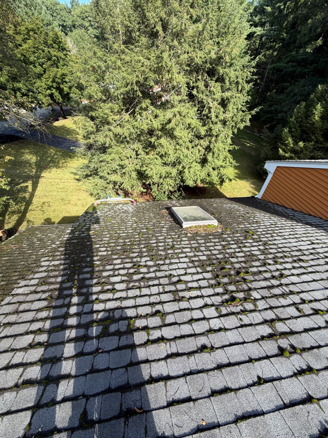 Asphalt shingle roof covered in moss and dark streaks around a skylight